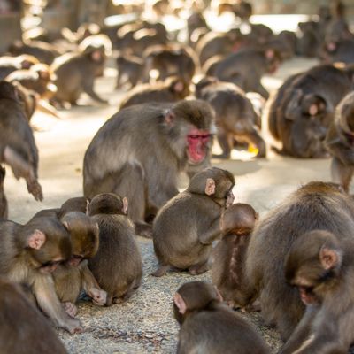観察されてるのは…たぶん、こっち。-野生のおサルに癒やされて♡-イメージ