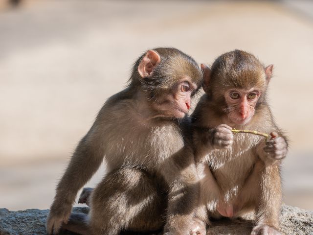 約880匹のサルの可愛さにキュンが止まらない😍イメージ