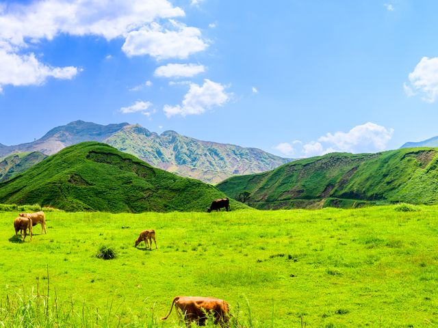 福岡熊本フリープランイメージ