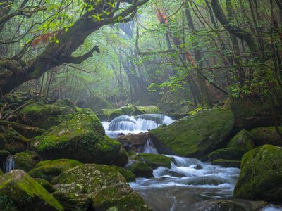 ★75日前早期割引★《屋久島空港利用》屋久島フリープラン　レンタカーなしイメージ画像