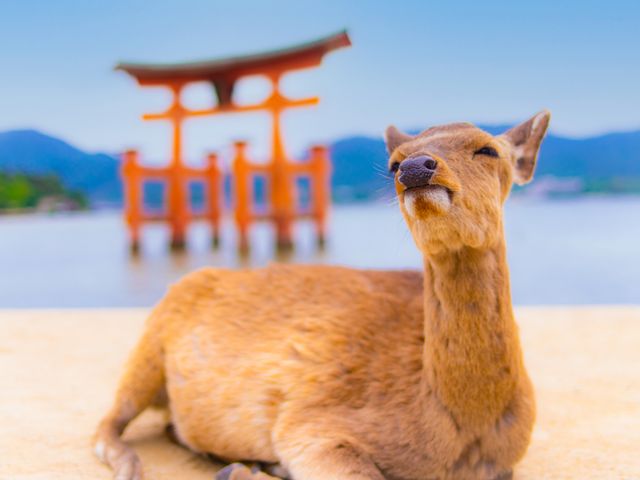 広島旅行フリープランイメージ