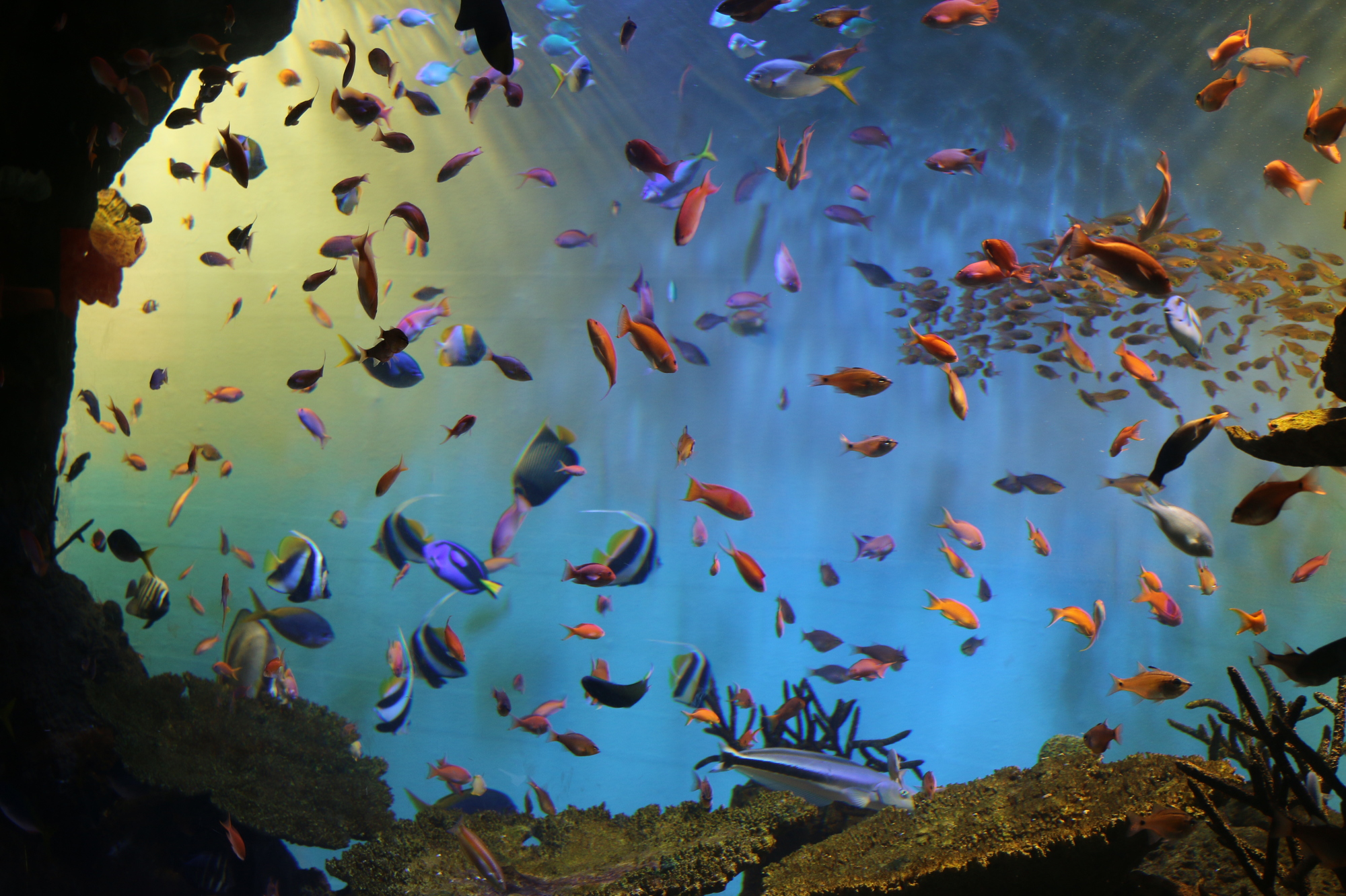 宮島水族館