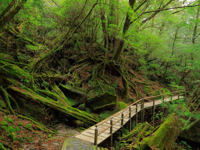 ヤクスギランドツアー付ツアーイメージ