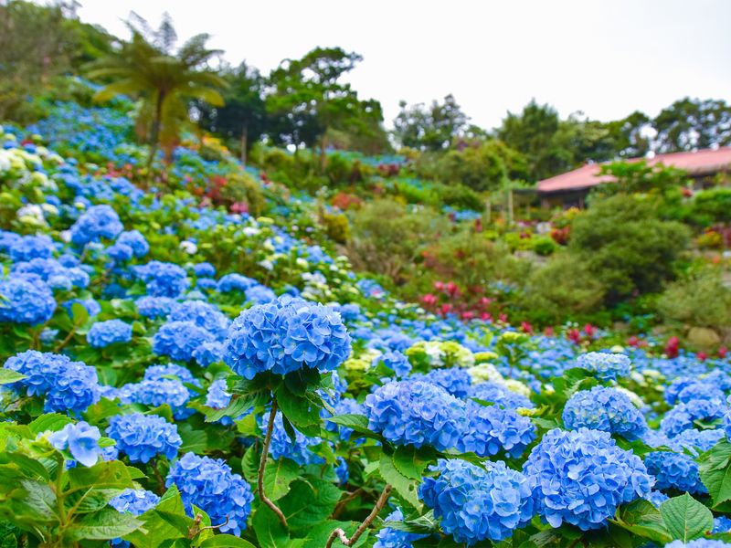よへなあじさい園・約30万輪の紫陽花