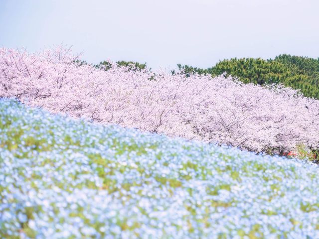 九州周遊フリープランイメージ