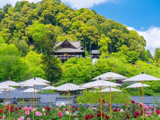 5月の見どころは･･･イメージ