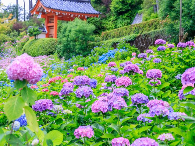 6月の見どころは･･･イメージ