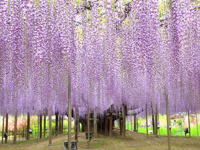あしかがフラワーパークの大藤（栃木）