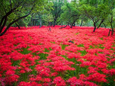 巾着田曼珠沙華公園（埼玉）