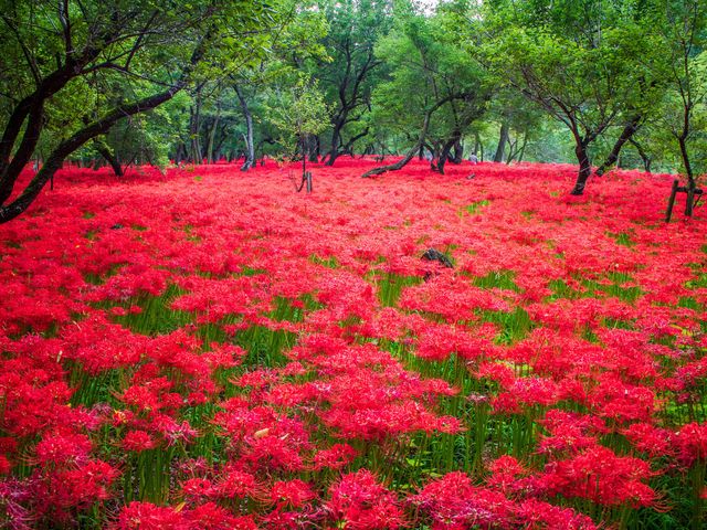 9月の見どころは･･･イメージ