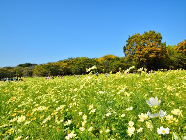 10月の見どころは･･･イメージ