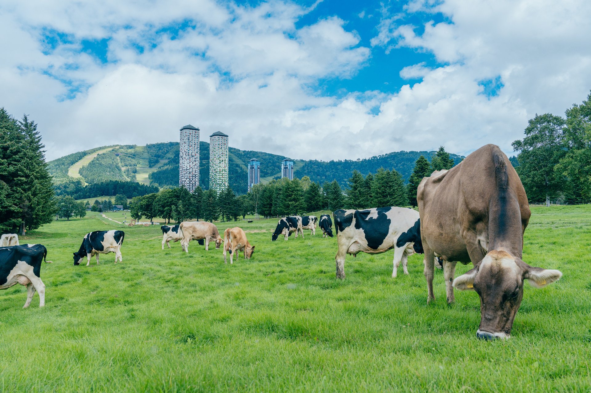 ファームエリア