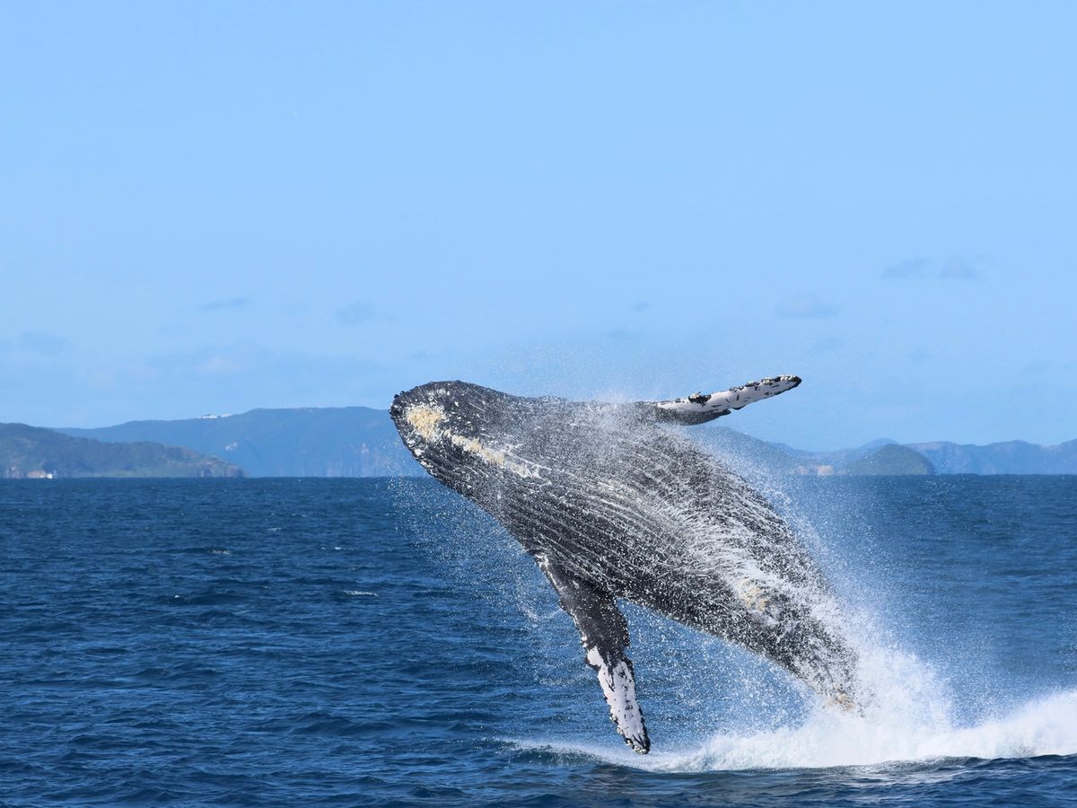 冬のオクマ周辺で見られるザトウクジラとホエールウォッチング船