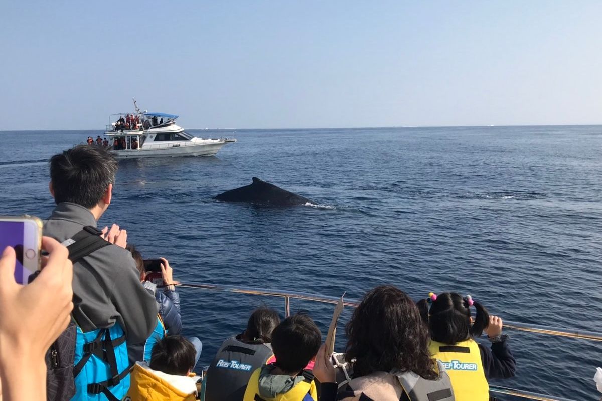 那覇発ホエールウォッチング イメージ