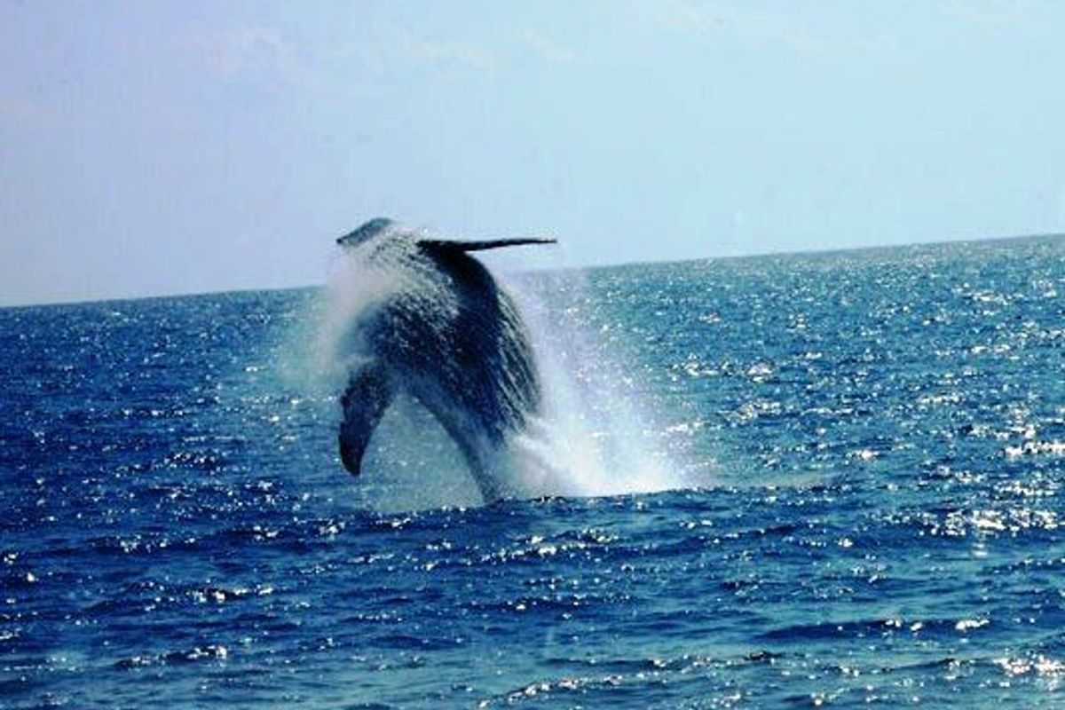 ナガンヌ島 ホエールウォッチング イメージ