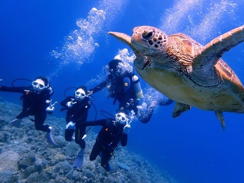 第7位：慶良間体験ダイビング 写真と動画を無料プレゼント＜1〜2ダイブ／半日＞