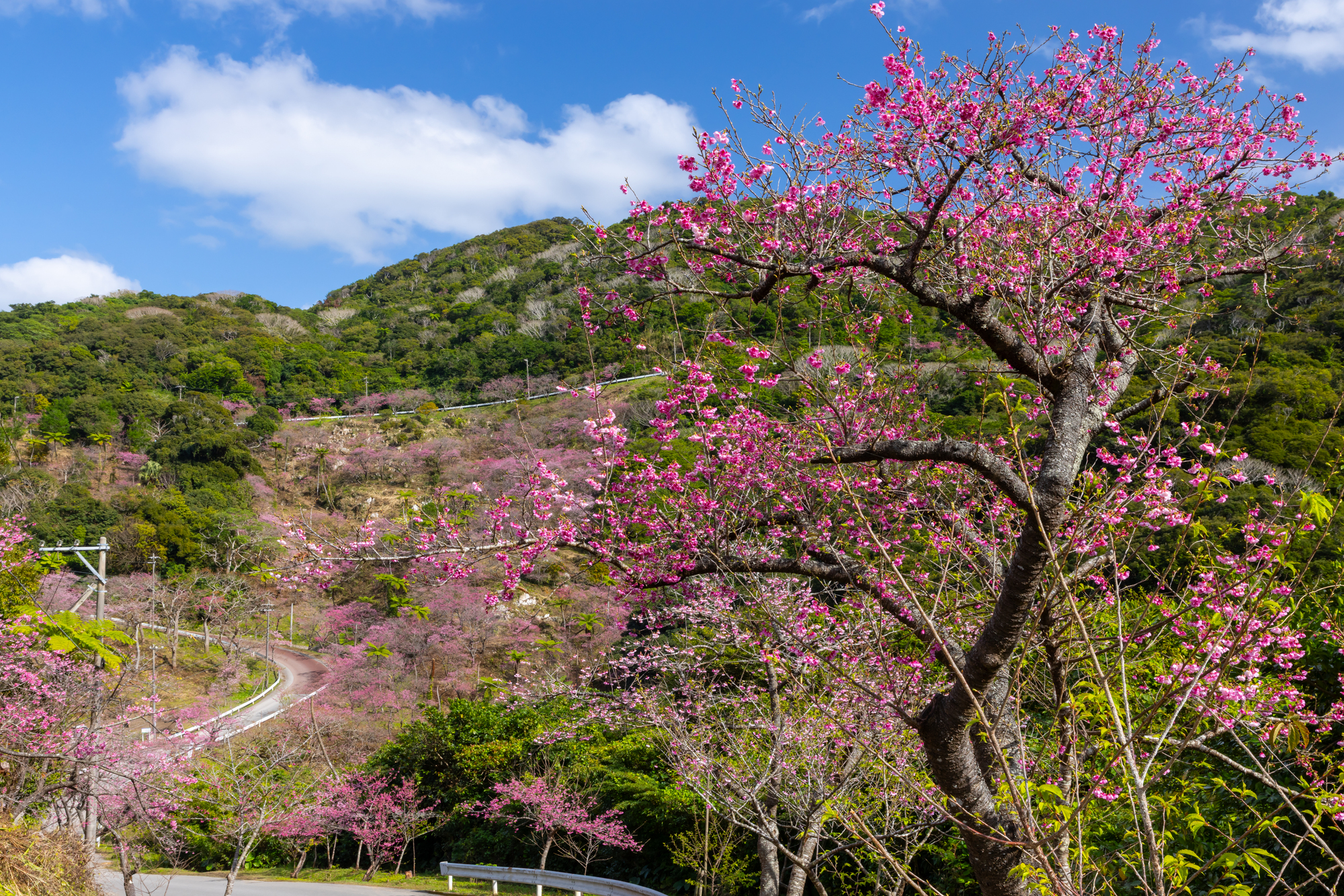 1月下旬〜2月に咲く日本一早い桃色の寒緋桜