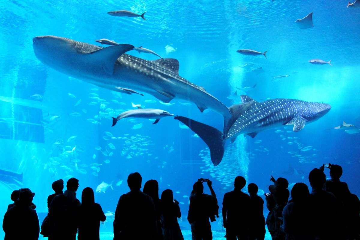 美ら海水族館観光バスツアー 古宇利島＋御菓子御殿＋ナゴパイナップルパーク＋万座毛をめぐる1日観光