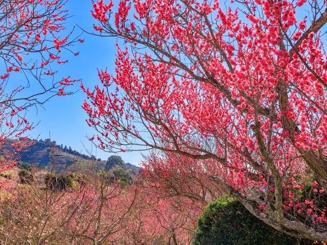 2月の見どころは･･･イメージ