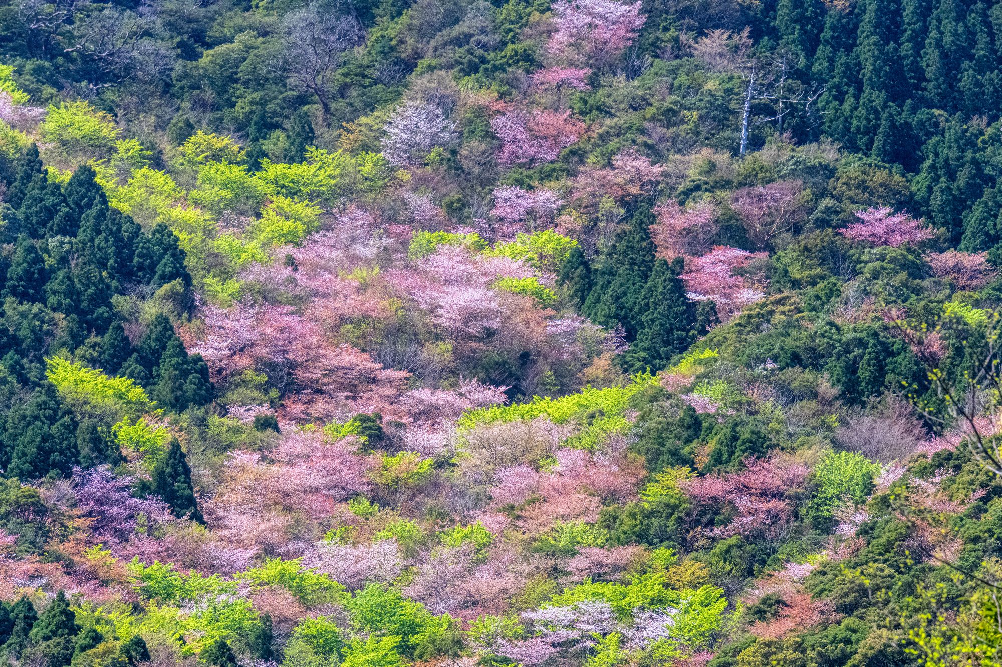 山桜