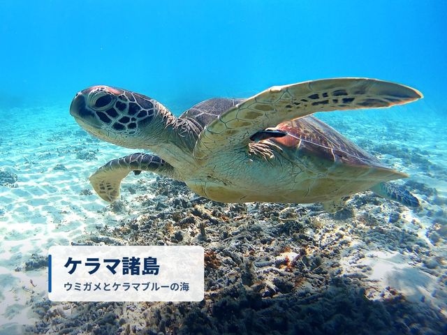 沖縄本島発:ケラマ諸島イメージ
