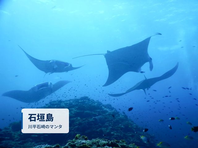 石垣島:マンタと八重山の海イメージ
