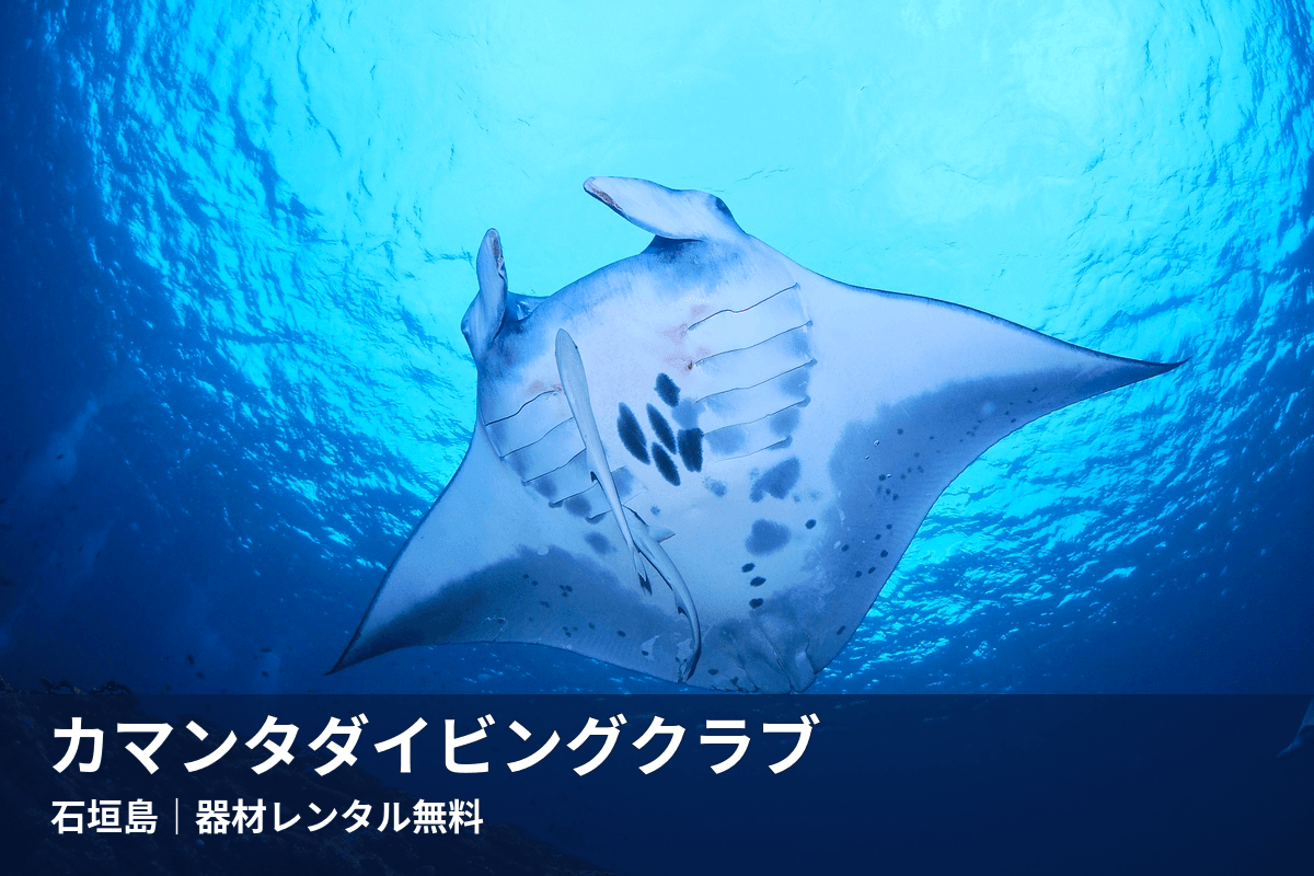 石垣島の海を泳ぐマンタ。カマンタダイビングクラブ